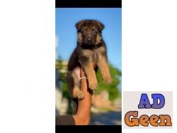 German Shepherd Male Puppy Available For sale in Chandhigarh Mohali Panchkula. CALL 9815081234